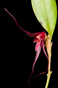 Stellamaris pergrata