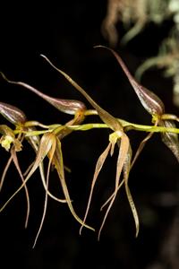 Pleurothallis phalangifera