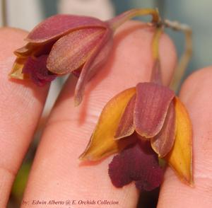 Psychilis olivacea