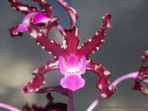 Laelia splendida