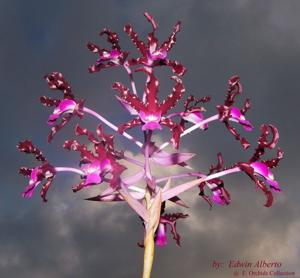 Laelia splendida