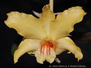 Dendrobium lowii