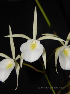 Brassavola tuberculata