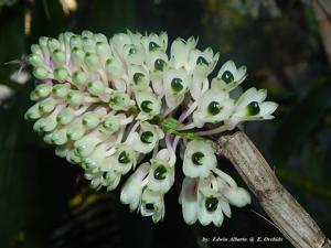 Dendrobium smillieae