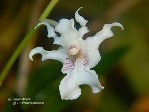 Dendrobium chalmersii