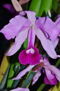 Cattleya lawrenceana