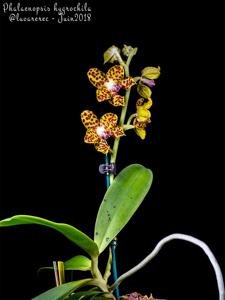 Phalaenopsis hygrochila