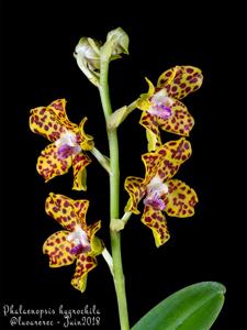 Phalaenopsis hygrochila