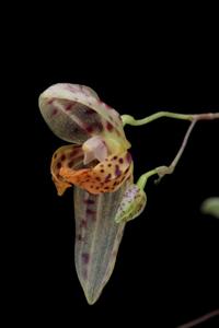 Stelis janetiae