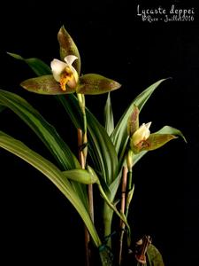 Lycaste deppei