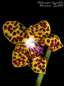 Phalaenopsis hygrochila