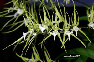 Brassia verrucosa