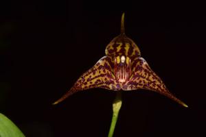 Masdevallia laevis