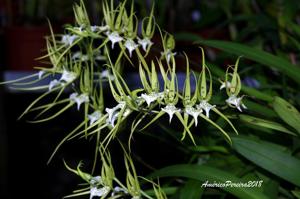 Brassia verrucosa