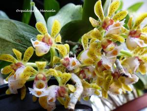 Gastrochilus obliquus