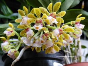 Gastrochilus obliquus