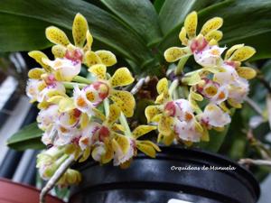 Gastrochilus obliquus