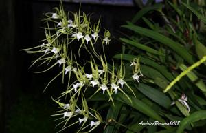 Brassia verrucosa