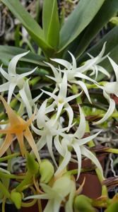 Cyrtorchis arcuata subsp. whytei