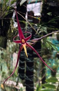 Bulbophyllum nasseri