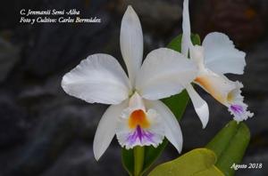 Cattleya jenmanii