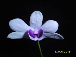 Dendrobium williamsianum