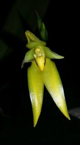 Bulbophyllum amplebracteatum subsp. carunculatum