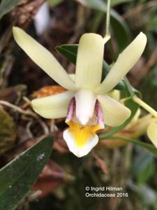 Dendrobium elongatum var. orientale