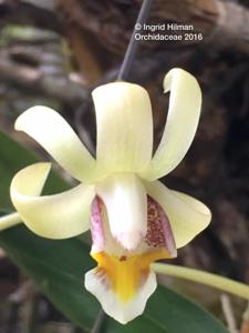 Dendrobium elongatum var. orientale