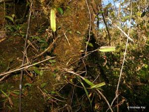 Pleurothallis ruberrima