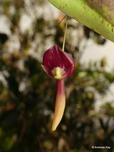 Pleurothallis ruberrima