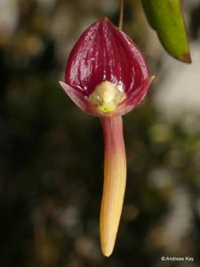 Pleurothallis ruberrima