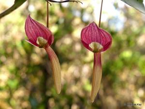 Pleurothallis ruberrima