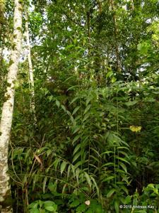 Selenipedium aequinoctiale