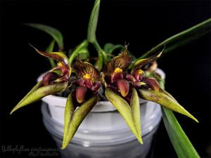 Bulbophyllum pingtungense