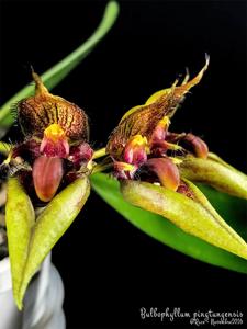 Bulbophyllum pingtungense