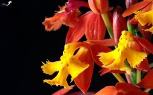 Epidendrum radicans