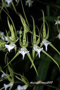 Brassia verrucosa