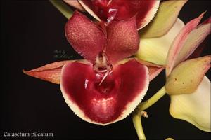 Catasetum pileatum