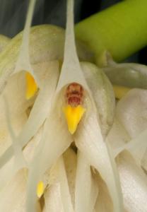 Bulbophyllum medusae