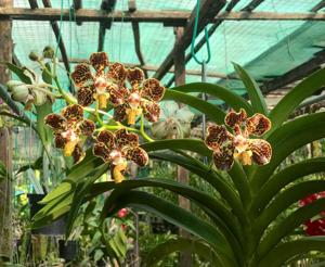 Vanda lombokensis