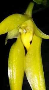 Bulbophyllum amplebracteatum subsp. carunculatum