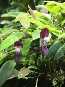 Stelis carnosilabia