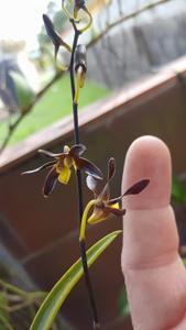 Dendrobium johannis