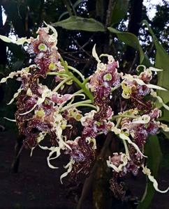 Dendrobium spectabile