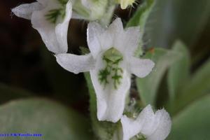 Lankesterella ceracifolia