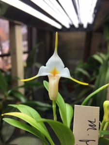 Masdevallia fuchsii