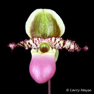 Paphiopedilum liemianum