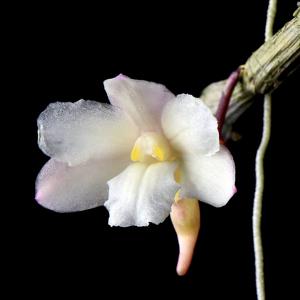 Dendrobium calcariferum