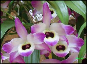 Dendrobium nobile